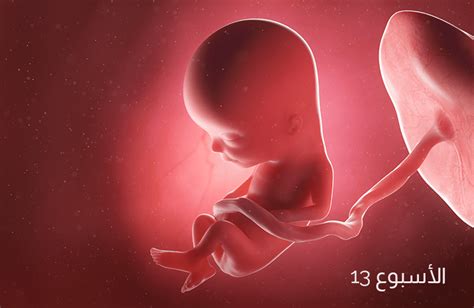أهم التطورات التي تحدث في الأسبوع الثالث عشر من الحمل