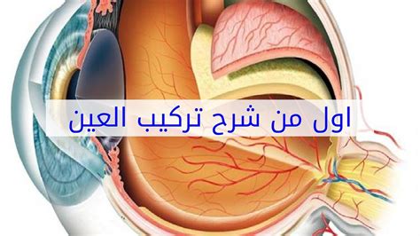 أول من شرح بنية العين، لذلك فهي مكونة من 9 أحرف، الإجابة كاملة
