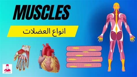 أولا: ما هي العضلة؟  ما نوع العضلات الموجودة في جسم الإنسان؟