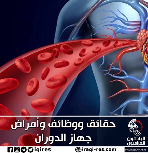 أولاً: من هو العالم الذي اكتشف الدورة الدموية الدقيقة في جسم الإنسان؟