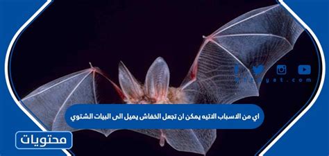 أي حيوان ينام وعيناه غير مغمضتين؟