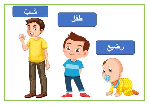 أي عضوين يستمران في النمو في حياة الإنسان؟  مطلوب حل