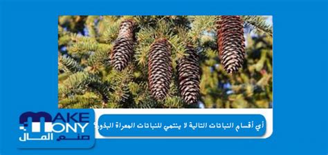 أي من أقسام النباتات التالية يأتي من بذور الكانديدا، التي لا يوجد منها سوى ثلاثة أجناس، ويتم الحصول على الأدوية المضادة للحساسية منها