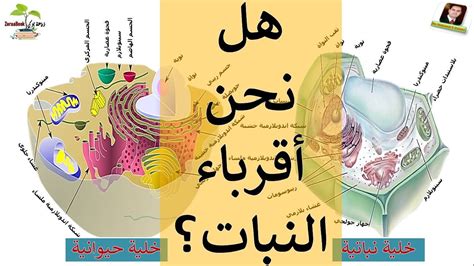 أي من الخلايا النباتية التالية تفقد السيتوبلازم والنواة والمكونات الحية الأخرى خلال فترة البلوغ