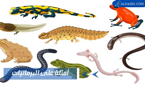 أي من العبارات التالية ينطبق على كل من البرمائيات والزواحف