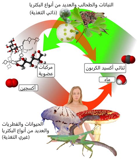 أي من طرق التغذية التالية ليست الفطر؟ أي من طرق التغذية التالية ليست الفطر؟