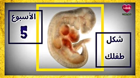 أين يتركز الجنين الذكر في الشهر الخامس وأسباب نزوله إلى أسفل البطن؟