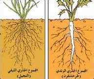 أيهما أسهل: اسحب نبتة ذات جذر إسفين من الأرض أو نبتة ذات جذر ليفي:؟ اشرح اجابتي أيهما أسهل: اسحب نبتة ذات جذر إسفين من الأرض أو نبتة ذات جذر ليفي:؟ اشرح اجابتي