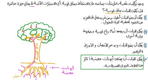 إجابة السؤال حول مزايا وجود بثرات العجان على الجانب السفلي من ورقة العجان بدلاً من الجزء العلوي