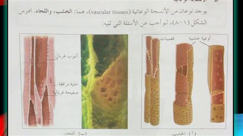 إجابة لسؤال حول أسباب شكل الأنسجة واللحاء والخشب في الأوعية الموصلة والأنابيب المستطيلة إجابة لسؤال حول أسباب شكل الأنسجة واللحاء والخشب في الأوعية الموصلة والأنابيب المستطيلة