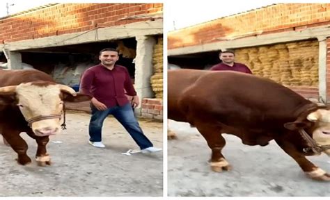 إجابة لسؤال شاهد .. بقرة الشيف بوراك تفاجئ وتهاجم مصورا بالصور