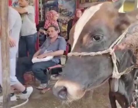 إجابة لسؤال شاهد .. بقرة تبكي وهي تشاهد مذبحة أمام دكان جزارة في مصر إجابة لسؤال شاهد .. بقرة تبكي وهي تشاهد مذبحة أمام دكان جزارة في مصر
