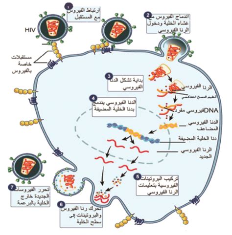 إجابة ما هي خطوات فيروس الإيدز لتتضاعف؟ صف كل من هذه الخطوات في جملة واحدة