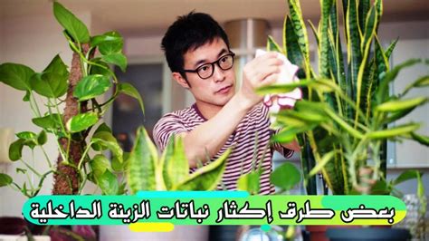إحدى طرق إكثار نباتات الزينة التي تزرع في النباتات لتنمو ثم تنقل إلى أحواض الحدائق أو الأواني هي التكاثر. اجب على السؤال إحدى طرق إكثار نباتات الزينة التي تزرع في النباتات لتنمو ثم تنقل إلى أحواض الحدائق أو الأواني هي التكاثر. اجب على السؤال