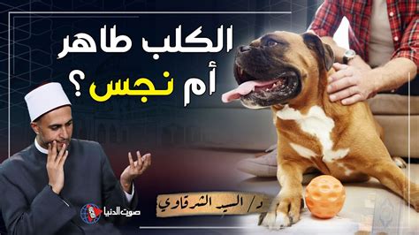 إذا كانت الكلاب نجسة وتم منع تكاثرها، تمنع الملائكة الوصول إلى موقع ويب الإسلام