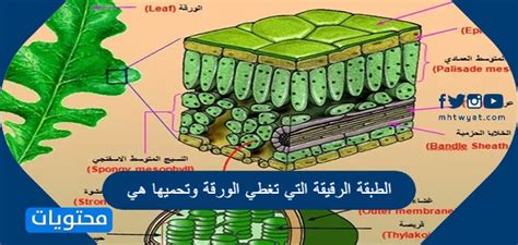 إن الطبقة الرقيقة التي تغطي الورقة وتحميها هي الإجابة الكاملة
