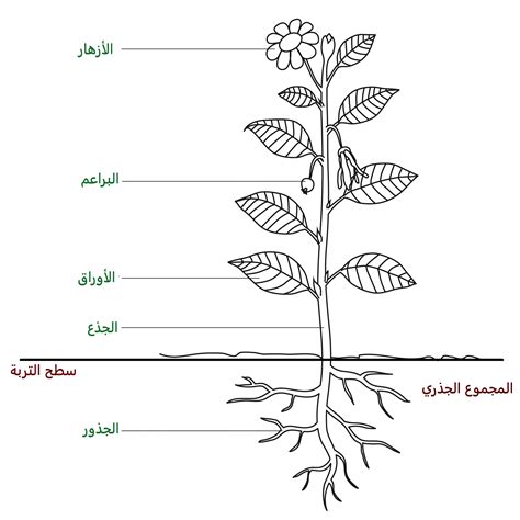إن قشرة جذع البصل وبشرة ورقة النبات كلاهما منظمان كما يظهران لي إن قشرة جذع البصل وبشرة ورقة النبات كلاهما منظمان كما يظهران لي