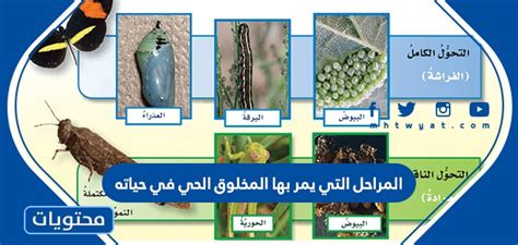 إن مستويات القدر والأقدار هي المراحل التي يمر بها المخلوق من المعرفة في علم التقييم إلى كائن مخلوق بقوة الله وإرادته.