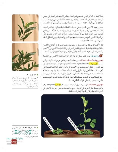 إن وجود هرمون أوكسين في الفروع الجانبية يثبط إنتاجه في الطرف المتنامي وبالتالي لا ينمو، مما يحد من استطالة النبات.