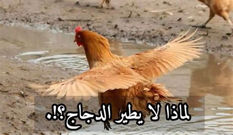 إنه أحد الطيور، لكنه لا يطير.  لذلك إذا أزلنا الأحرف الثلاثة الأخيرة منه، فسوف يطير، فما هو؟