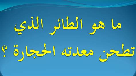 إنه الطائر الذي تطحن بطنه الحجارة