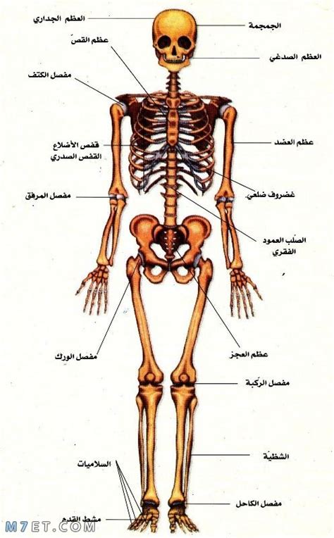 إنه جزء لا يتجزأ من جميع أجزاء جسم الإنسان إنه جزء لا يتجزأ من جميع أجزاء جسم الإنسان