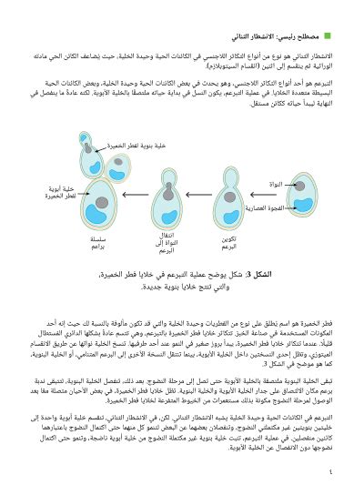 إنها إحدى طرق التكاثر اللاجنسي التي يتم فيها إنشاء أفراد جدد من خلال نمو الفرد على جسم أحد الوالدين.  جيل التعليم