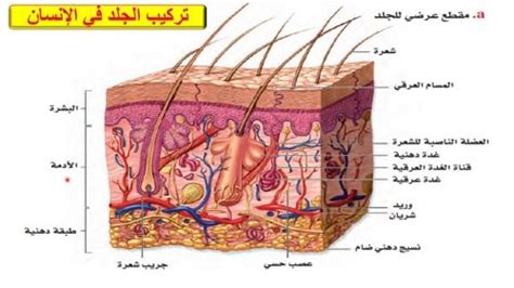 إنها الطبقة العليا من الجلد التي تمثل الدرع الواقي للجسم - أنت تعرف ذلك بشكل صحيح