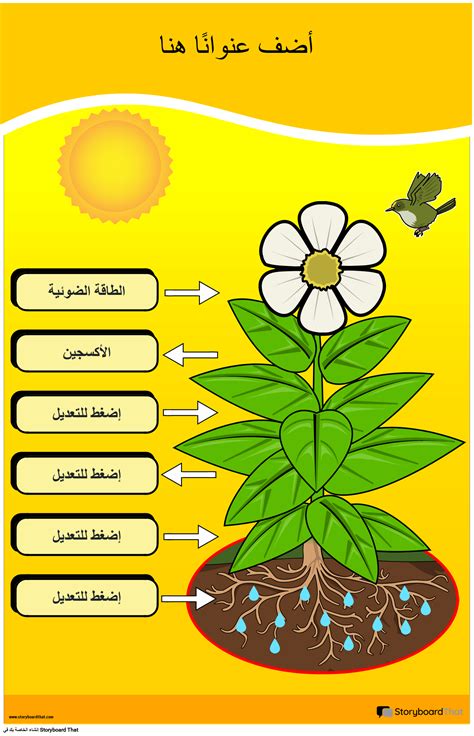 اختر طريقتين من الطرق التالية التي يختلف فيها التمثيل الضوئي عن التنفس اختر طريقتين من الطرق التالية التي يختلف فيها التمثيل الضوئي عن التنفس