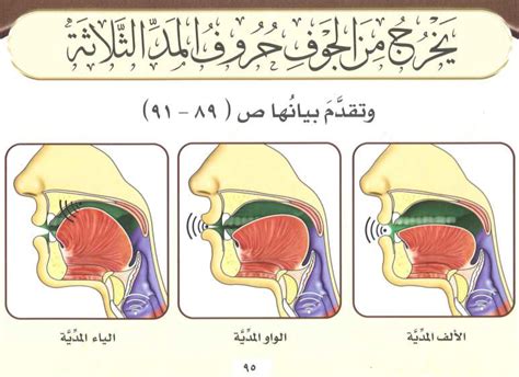 اشرح أن العام يترك التجويف والحلق واللسان والشفتين والخياشيم؟