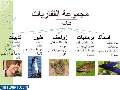 اشرح أن لدى الفقاريات جهازًا دوريًا يتضمن نظامًا دوريًا مفتوحًا