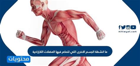اشرح أنشطة الجسم الأخرى التي تتحكم فيها العضلات الإرادية.