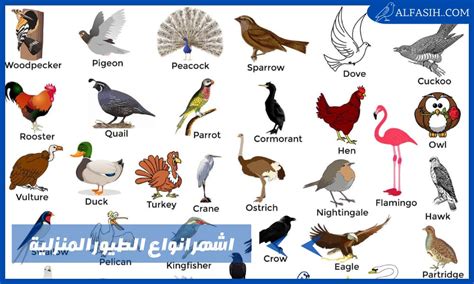 اشرح أنواع الطيور البحرية التي يمكنها تحقيق أكبر قدر من الحيوية للأسماك على عمق 40 مترًا؟