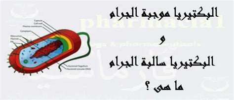 اشرح أي مرض مرتبط بالبكتيريا سالبة الجرام يحدث في أزواج؟