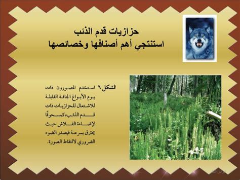 اشرح أين تتكون الجراثيم في طحالب قدم الذئب؟