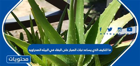 اشرح التكيف الذي يساعد نبات الصبار على البقاء في بيئة صحراوية؟