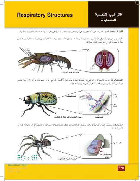 اشرح فوائد الزوائد المفصلية للحيوانات ذات الهيكل الخارجي الصلب؟