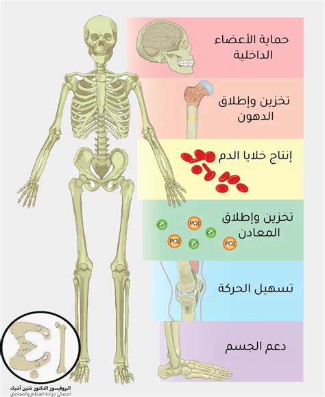 اشرح كيف تعمل خلايا العظام للحفاظ على التوازن الداخلي للجسم؟