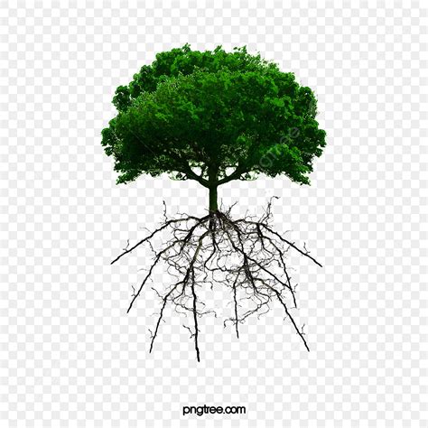 اشرح لماذا يجب أن يكون مجموع جذر الشجرة كبيرًا جدًا؟