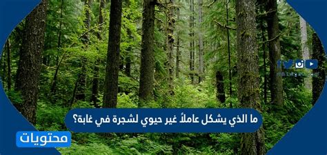 اشرح ما الذي يشكل عاملاً غير حيوي لشجرة في الغابة. اشرح ما الذي يشكل عاملاً غير حيوي لشجرة في الغابة.
