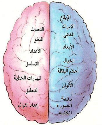 اشرح وظائف الدماغ الأيمن التي تعمل بشكل أكبر عند إجراء الاختبارات