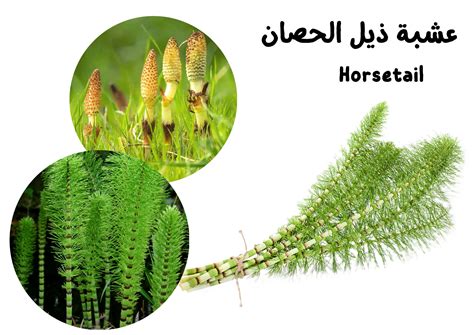 اصطدمت ذيل الحصان