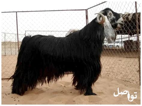 اكتمل جذع وفخذي الماعز