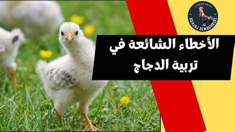 الأخطاء الشائعة مع الدجاج المقلي وكيفية تجنبها