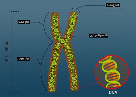 الأمراض التي تسببها تشوهات الكروموسومات هي كما يلي: