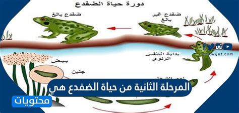 الإجابة الصحيحة المرحلة الثانية من حياة الضفدع هي - solubilizer