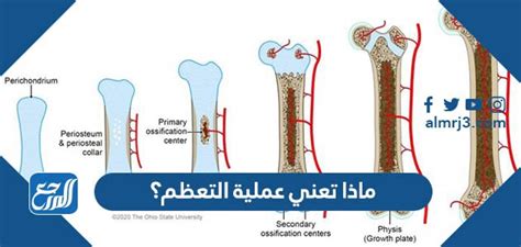 الإجابة سؤال: للتنبؤ فيما إذا كانت بانيات العظم وبانيات العظم لن تعمل بشكل جيد في الجنين أو في البشر؟