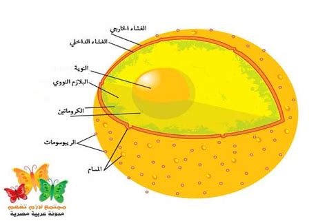 الإجابة على السؤال: يبلغ طول الخلايا بدائية النواة 1-10 ميكرومتر، بينما يبلغ طول الخلايا حقيقية النواة 10-100 ميكرومتر