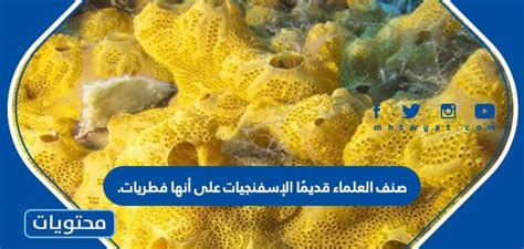 الإجابة على سؤال: صنف العلماء الفطر اللزج المخلوط سابقًا على أنه محتجزات، لأن؟  - افضل جواب