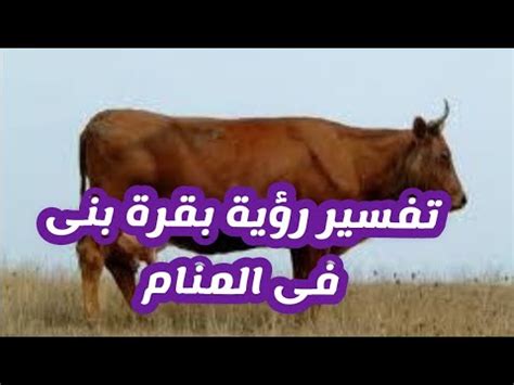 البت في تفسير رؤية بقرة بنية تريد امرأة عزباء ومتزوجة في أردافها